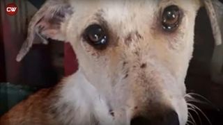 Câine abandonat la un adăpost, refuză orice contact cu oamenii