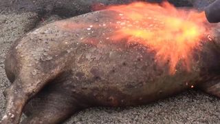 Gestul neașteptat al unui bucureștean: p&acirc;rlește porcul direct &icirc;ntr-o parcare din Titan