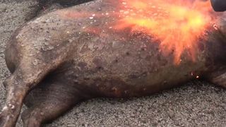 Tradiții și obiceiuri la tăierea porcului. Vezi ce se face de Ignat