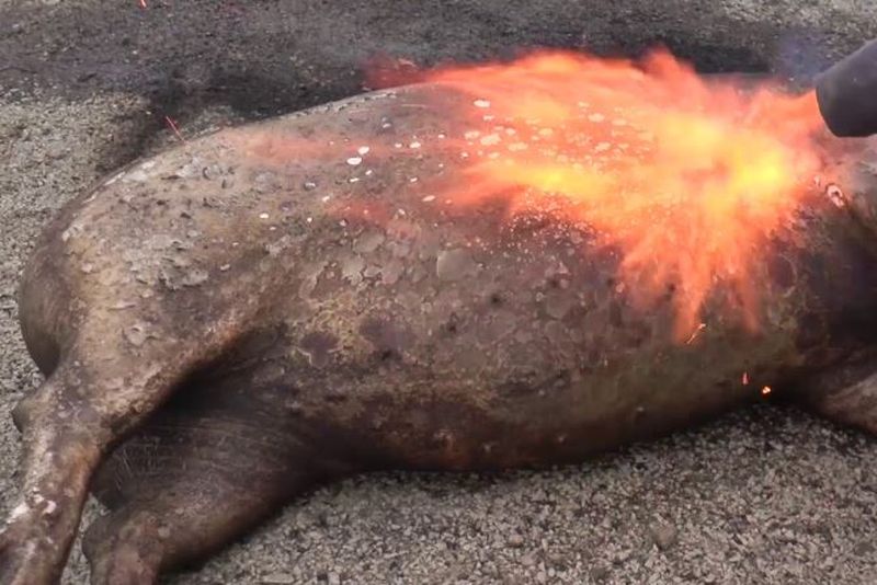 Tradiții și obiceiuri la tăierea porcului. Vezi ce se face de Ignat