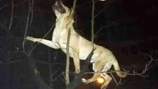 Gestul șocant al unui bărbat din Timișoara: și-a aruncat c&acirc;inele de la etajul patru pentru că l-a trezit din somn