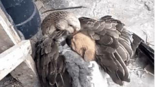 Imagini uimitoare cu un c&acirc;ine abandonat pe străzi, salvat de o g&acirc;scă