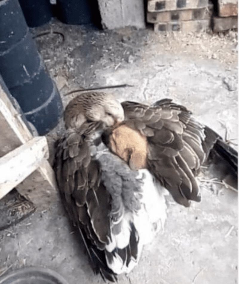 Imagini uimitoare cu un câine abandonat pe străzi, salvat de o gâscă