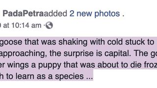 Imagini uimitoare cu un c&acirc;ine abandonat pe străzi, salvat de o g&acirc;scă