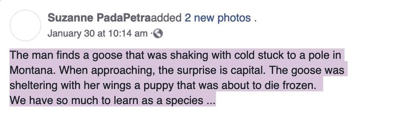 Imagini uimitoare cu un câine abandonat pe străzi, salvat de o gâscă