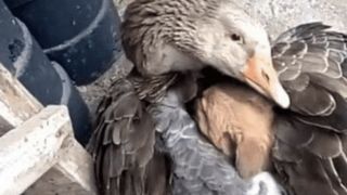 Imagini uimitoare cu un câine abandonat pe străzi!  A fost salvat de o gâscă