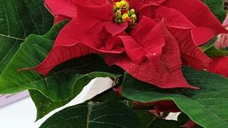 Legenda Crăciuniței (steaua de Crăciun). Vezi ce semnifică renumita floare