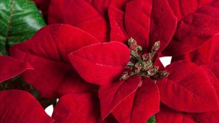 Legenda Crăciuniței (steaua de Crăciun). Vezi ce semnifică renumita floare