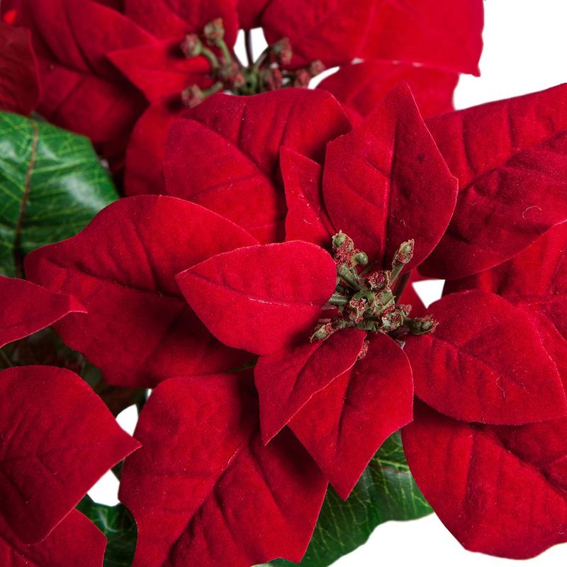 Legenda Crăciuniței (steaua de Crăciun). Vezi ce semnifică renumita floare