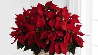 Legenda Crăciuniței (steaua de Crăciun). Vezi ce semnifică renumita floare