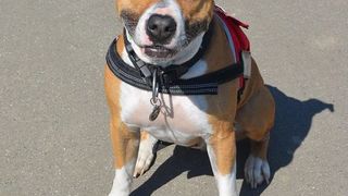 Femeie ucisă de trei c&acirc;ini Pitbull pe străzi. O altă persoană este rănită