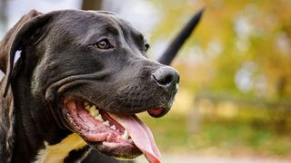 Femeie ucisă de trei c&acirc;ini Pitbull. O altă persoană este rănită