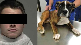 Român condamnat la închisoare după ce a ucis un câine