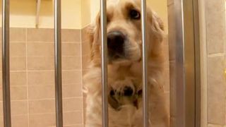 VIDEO | Câinii sau pisicile merită și ele „concediu” de sărbători: hotelurile pentru animale își așteaptă cu nerăbdare clienții