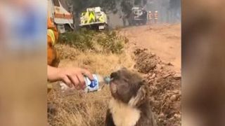 VIDEO | Cel mai &icirc;nsetat koala