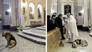 Un patruped a impresionat o lume întreagă după ce a fost văzut mergând zilnic la biserica unde a fost înmormântarea stăpânei