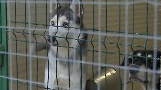 VIDEO | Pensiunile pentru animale, pline de Sărbători