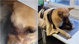 Satu Mare: c&acirc;ine mutilat de o petardă care i-a explodat &icirc;n gură