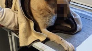 Satu Mare - Nişte copii sunt suspecţii principali în cazul câinelui căruia i-a explodat o petardă în gură