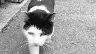 Constanţa: Anchetă la Spitalul judeţean după ce mai multe pisici au ajuns &icirc;n Secţia de Radiologie odată cu &icirc;ndepărtarea plafonului fals, pentru lucrări de reparaţii