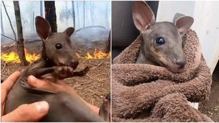 Gestul emoționant făcut de un pompier voluntar din Australia. A salvat un pui de cangur din flăcări