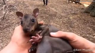 Gestul emoționant făcut de un pompier voluntar din Australia. A salvat un pui de cangur din flăcări