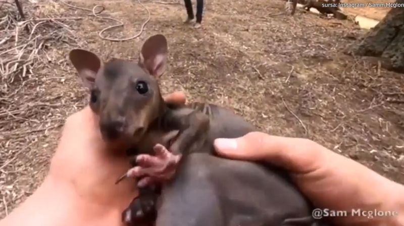 Gestul emoționant făcut de un pompier voluntar din Australia. A salvat un pui de cangur din flăcări