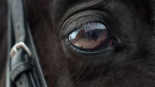 Caz uluitor la Vaslui. Un cal a fost ucis pentru că nu a tras o căruță cu lemne