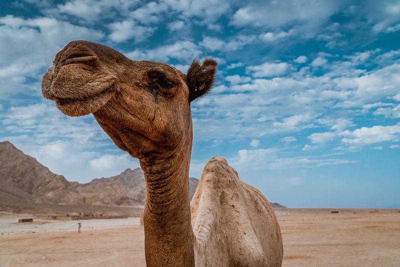 Dezastru în Australia. 10.000 de cămile vor fi împușcate pentru a le împiedica să bea apă