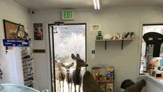 Povestea impresionantă a unei căprioare, victimă a dezastrului din Australia. A intrat &icirc;ntr-un magazin și apoi și-a adus toată familia