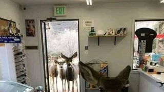 Povestea impresionantă a unei căprioare, victimă a dezastrului din Australia. A intrat &icirc;ntr-un magazin și apoi și-a adus toată familia