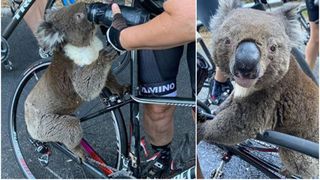 Imagini pline de emoție cu un urs koala, victimă a incendiilor din Australia: S-a urcat pe bicicleta unei femei pentru a cere apă