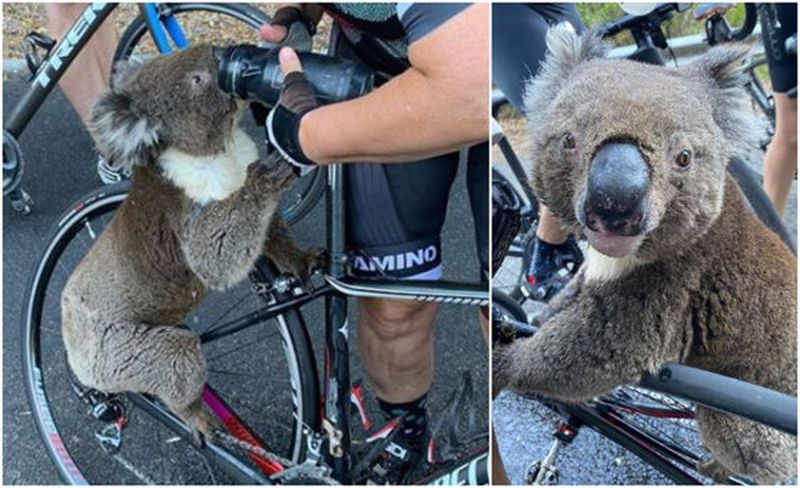 Imagini pline de emoție cu un urs koala, victimă a incendiilor din Australia: S-a urcat pe bicicleta unei femei pentru a cere apă