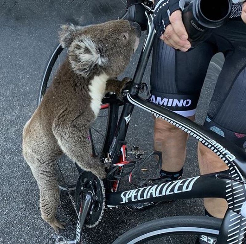 Imagini pline de emoție cu un urs koala, victimă a incendiilor din Australia: S-a urcat pe bicicleta unei femei pentru a cere apă