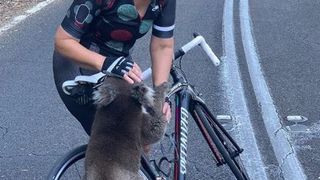 Imagini pline de emoție cu un urs koala, victimă a incendiilor din Australia: S-a urcat pe bicicleta unei femei pentru a cere apă