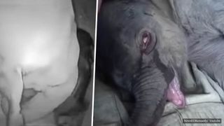 Povestea uimitoare a puiului de elefant care a pl&acirc;ns cinci ore după ce a fost despărțit de mamă