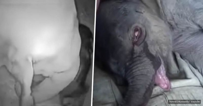 Povestea uimitoare a puiului de elefant care a plâns cinci ore după ce a fost despărțit de mamă