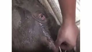 Povestea uimitoare a puiului de elefant care a pl&acirc;ns cinci ore după ce a fost despărțit de mamă