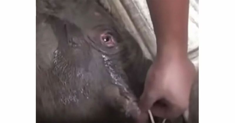 Povestea uimitoare a puiului de elefant care a plâns cinci ore după ce a fost despărțit de mamă