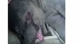 Povestea uimitoare a puiului de elefant care a pl&acirc;ns cinci ore după ce a fost despărțit de mamă