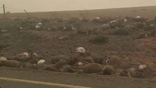 Imagini șocante cu mii de cadavre de canguri și urși koala, aflați pe o șosea din Australia