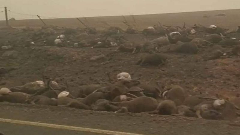 Imagini șocante cu mii de cadavre de canguri și urși koala, aflați pe o șosea din Australia