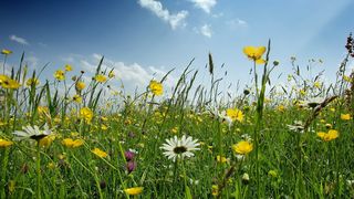 Meteo: vreme de primăvară, &icirc;n miezul iernii