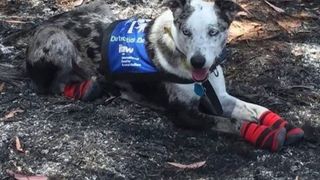 Câinele marginalizat de toți oamenii a devenit eroul care salvează animalele din incendiile devastatoare