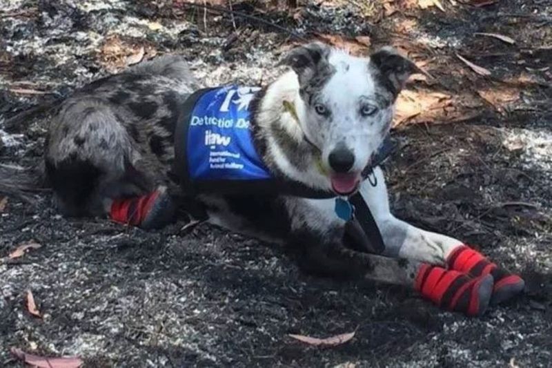 Câinele marginalizat de toți oamenii a devenit eroul care salvează animalele din incendiile devastatoare