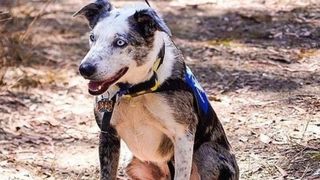 Câinele marginalizat de toți oamenii a devenit eroul care salvează animalele din incendiile devastatoare