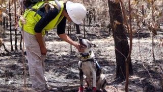 Câinele marginalizat de toți oamenii a devenit eroul care salvează animalele din incendiile devastatoare