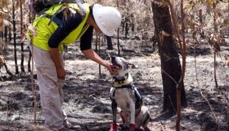 Câinele marginalizat de toți oamenii a devenit eroul care salvează animalele din incendiile devastatoare
