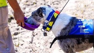 Câinele marginalizat de toți oamenii a devenit eroul care salvează animalele din incendiile devastatoare