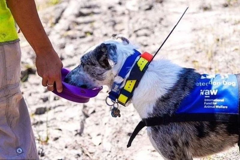 Câinele marginalizat de toți oamenii a devenit eroul care salvează animalele din incendiile devastatoare